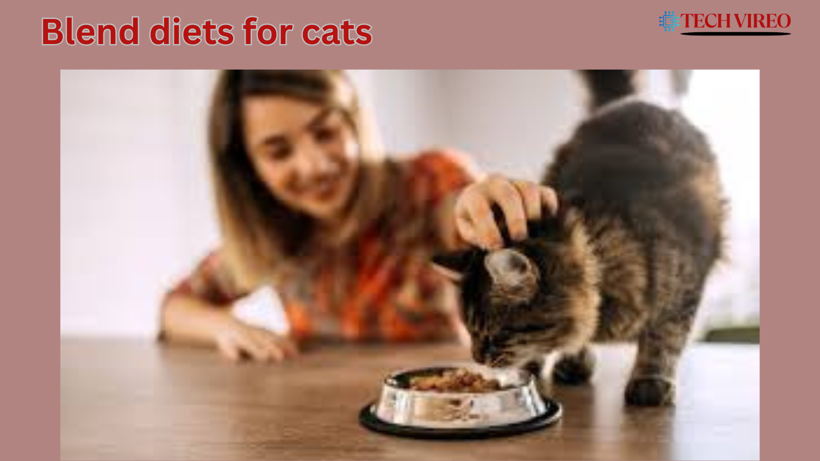 bland diet for cats