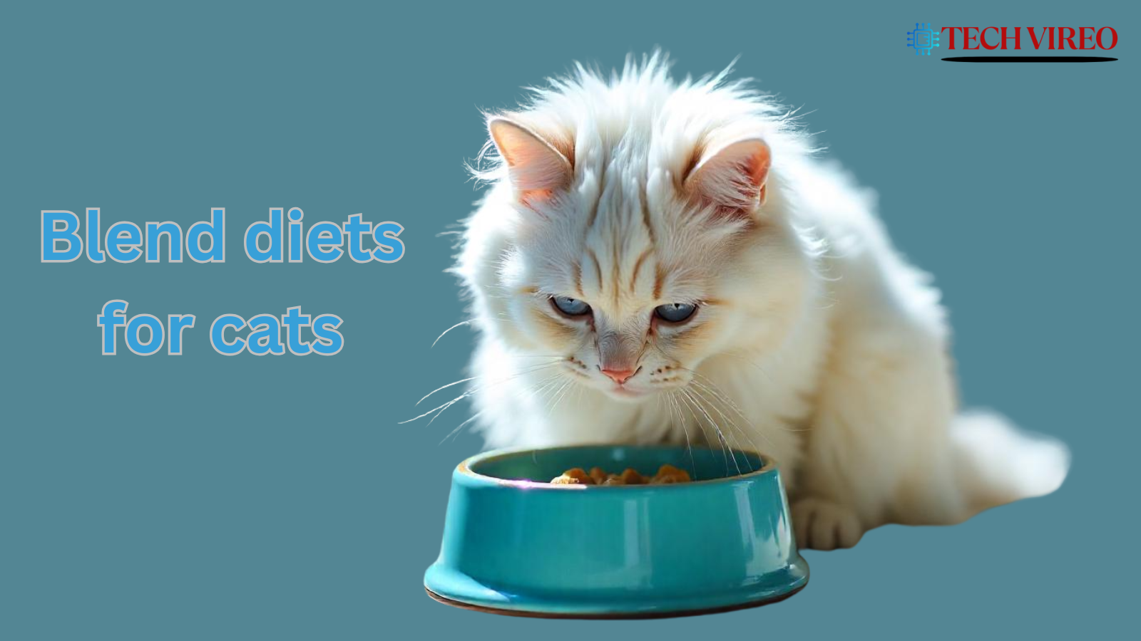 best blended cat food