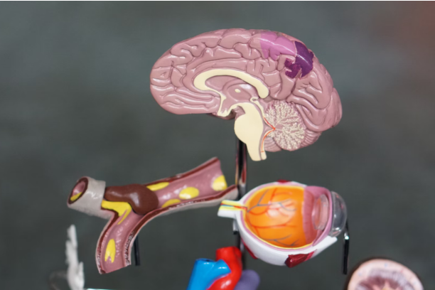 Prebiotics vs. Probiotics | What’s Best for Gut Health in 2025?