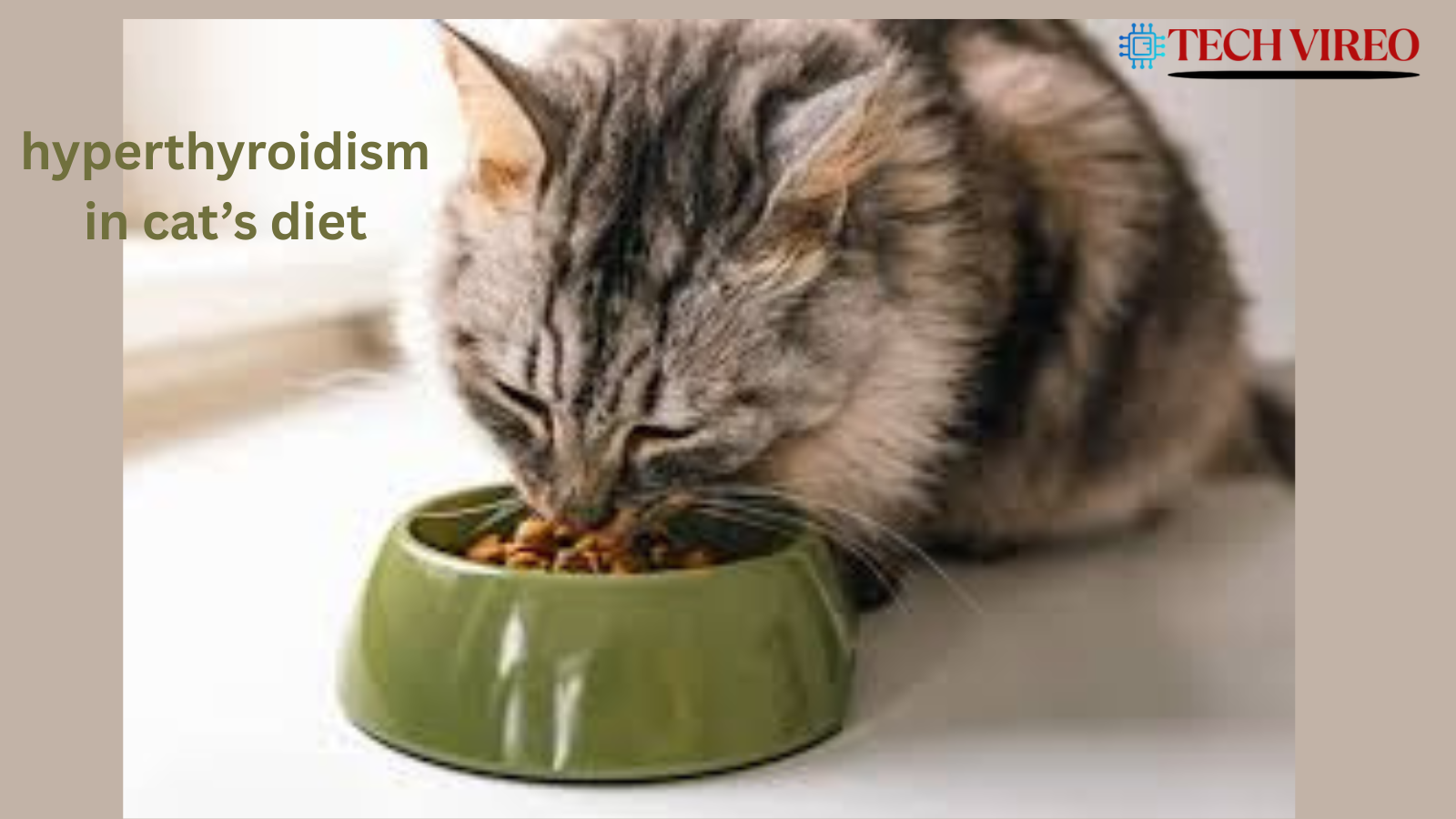 hyperthyroidism in cats diet recommendations