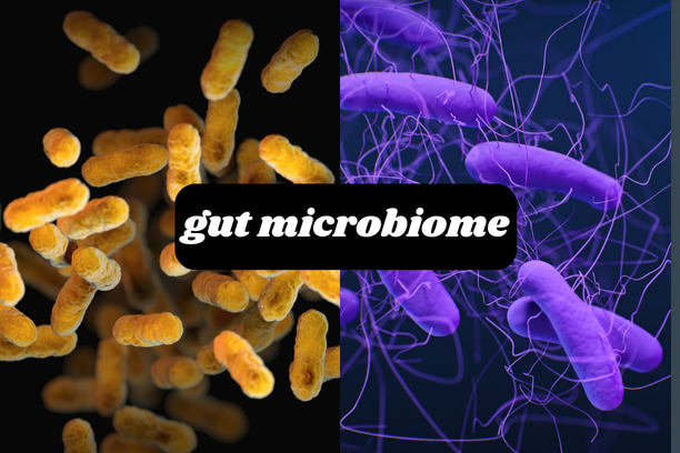"Low fiber diet effects on gut bacteria and skin"