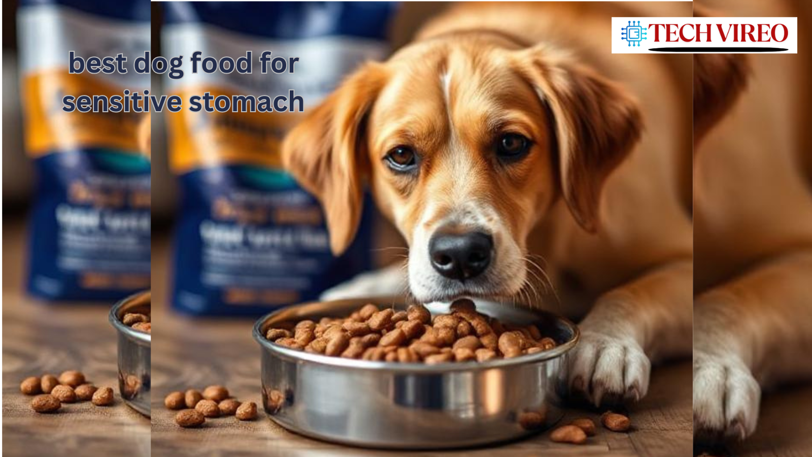 best dog food for sensitive stomach